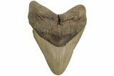 Fossil Megalodon Tooth - North Carolina #204565-1